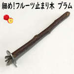 細め！フルーツ止まり木 プラム