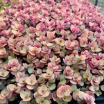 【暑さにも強い】多肉植物　セダム　桜色カリシア30カット【育成説明書付】