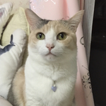 猫用ペンダント、ブルーレス、ストレスから守る