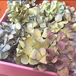 紫陽花ドライフラワーヘッド