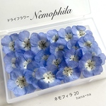 💙ネモフィラ20 ＊ ドライフラワー