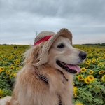 大型犬の帽子 麦わら帽子風☆コーンシルク