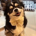 ◆再販◆ラスト1点◆マルシェでご購入頂きました◆犬猫用　イエロー　スター柄　リボンチョーカー　犬チョーカー　猫チョーカー◆852