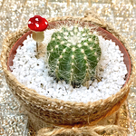 〇〇コンビ まん丸サボテンとキノコちゃん 多肉植物 苗 観葉植物