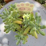 乙女心　個体差有り＊土つき苗・多肉植物