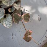 斑入りハートカズラ＊土つき苗・多肉植物