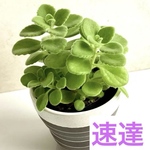 【速達便】多肉植物🪴アロマティカス・抜き苗