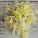 約２ｇ　ラベンダー　パープル　紫　紫陽花・あじさい　プリザーブドフラワー　仕入れ時から細かいキズ、花びらなどに透け、切れ、折れなどがある物もございます。天然素材の特徴とどうぞご理解ください。