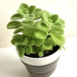 多肉植物🪴アロマティカス・抜き苗