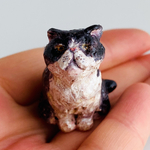 エキゾチックショートヘア