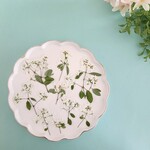 押し花素材750　ユーフォルビアのセット　