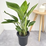 ストレチア　オーガスタ　1【現品】観葉植物　室内　大型