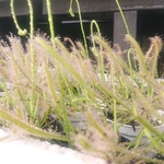 ドロセラ・カペンシス アルバ（Drosera capensis 'Alba'）　2号プラ鉢植え　直径約6cm　2～3株入り