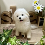 羊毛フェルト　子犬のグレート・ピレニーズさん