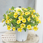 再入荷🌷花苗 PW カリブラコア スーパーベル レモンスライス 4号 イエロー ボリューム 秋までよく咲く 多年草