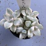 ティテュバンス錦＊土つき苗・多肉植物