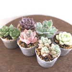 多肉植物　ポリポットそのまま発送　Echeveriaセット　No.2