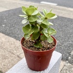 枝振り良好♡  ハワイ原産　モロコエンシス　3.5号鉢