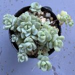 キャラメルエルフ　複数個ある為、個体差有り＊土つき苗・多肉植物