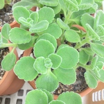 脇芽モリモリ アロマティカス 抜き苗  1鉢分