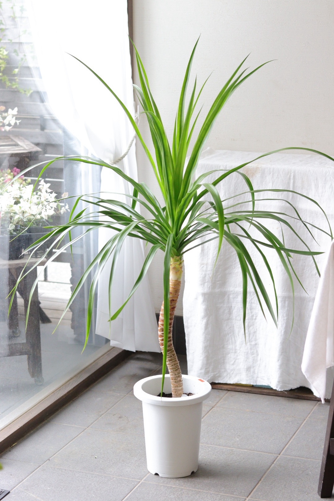 コハウチワカエデ 盆栽 Thefrostycove コハウチワカエデ 盆栽 BONSAI コハウチワカエデ苔玉