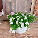 現品SALE！八重咲き♡3色寄せ植えカリブラコア【秋まで咲き続けます】ボリュームたっぷり可愛いお花！ホワイト系ブリキ鉢