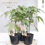 草花苗 綿花子 ミニコットン 3.5号 白い花 実がなる 収穫 鉢植え 夏 秋