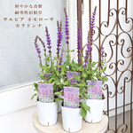 🌺花苗 宿根 サルビア ネモローサ カラドンナ 3号 耐寒性 春～秋まで咲く パープル 丈夫 よく咲く 育てやすい 庭 花壇 鉢植え ガーデニング