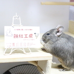 専用ページ