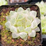 多肉植物　ハオルチア　白斑　抜き苗　5cm鉢　1株