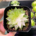 多肉植物　ハオルチア　白砂糖　抜き苗　5cm鉢　1株