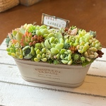 受注制作　可愛い寄せ植え　多肉植物寄せ植え　初夏　しょかぁ！