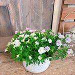 現品SALE！八重咲き♡3色寄せ植えカリブラコア【秋まで咲き続けます】ボリュームたっぷり可愛いお花！ホワイト系ブリキ鉢