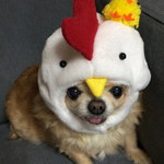 ニワトリさん帽子 ヒヨコを添えて。