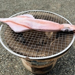 イカポーチ🦑