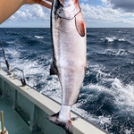 鮭サコッシュ🎣