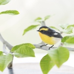 ⭐️新作⭐️新緑の中のキビタキ【部屋の中で野鳥観察シリーズ】