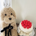 【特別な日に　煌めく6個のクリスタル王冠】ミニクラウン　誕生日クラウン　プリンスの王冠　ドール王冠　ペットクラウン　うちの子記念日　記念日　ウェディングアイテム　犬　猫