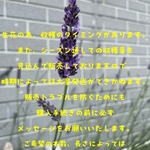 ラベンダー生花　50本