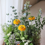 夏の爽やか花苗セット