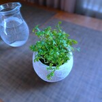 ●数量限定●　色変り　エメラルドグリーン　”レインボーファン ラウンド鉢/受け皿セット（アッシュグレー/セメント製）”　観葉植物　シダ　インテリア　コンテリクラマゴケ　おしゃれ　ギフト　プレゼント