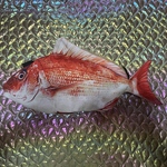 海の生き物シリーズ　リアル鯛バック