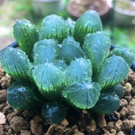 【激安】オブツーサ　ハオルチア 良株　美株　多肉植物　観葉植物　大人気