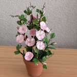 朝顔　ピンク