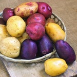 ユニーク品種★新じゃがいも8種食べ比べセット！2kg　栽培期間中農薬・化学肥料不使用