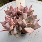 ローズウィング＊土つき苗・多肉植物