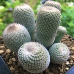 【まとめ値引き】月世界　明星　マタンザヌス　松霞　黄金司　豪華　多肉植物　高品質