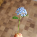 【ミニチュア】アジサイ（大きいサイズ）　紫陽花　ミニチュアフラワー  may*miiミニチュアの小さなお花屋さん
