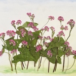 🍀赤そば〜押し花素材