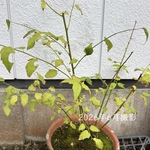 【限定】ヤエヤマブキ 苗木 1株 ＊ 長め70cm 八重山吹 ヤマブキ やまぶき